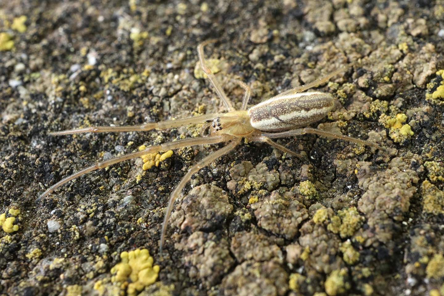 Tetragnatha sp.?  S - Portovenere (SP)